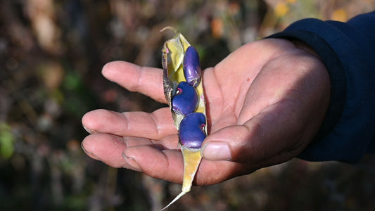 Blaue Bohnen und ein uraltes Anbausystem