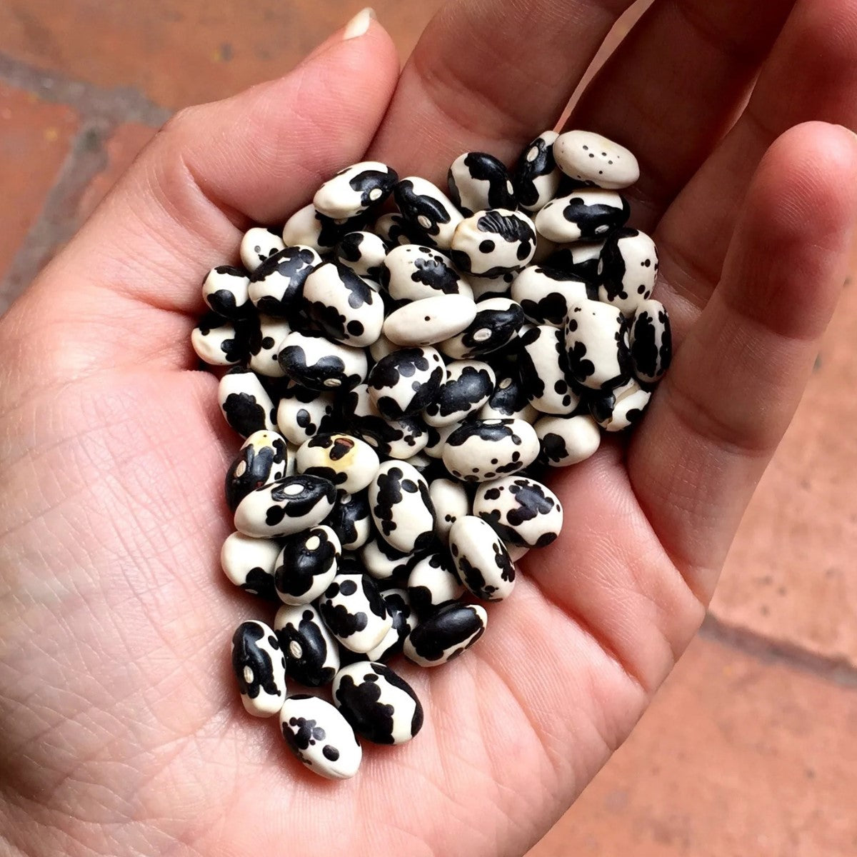 Vaquita Negro Bola