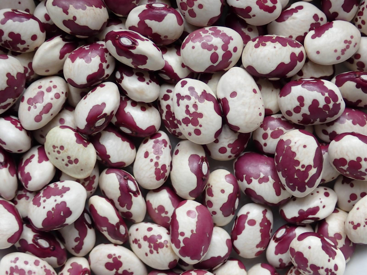 Vaquita Morada