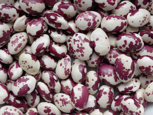 Vaquita Morada