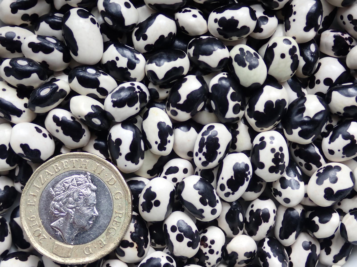 Vaquita Negro Bola