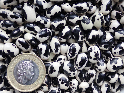 Vaquita Negro Bola