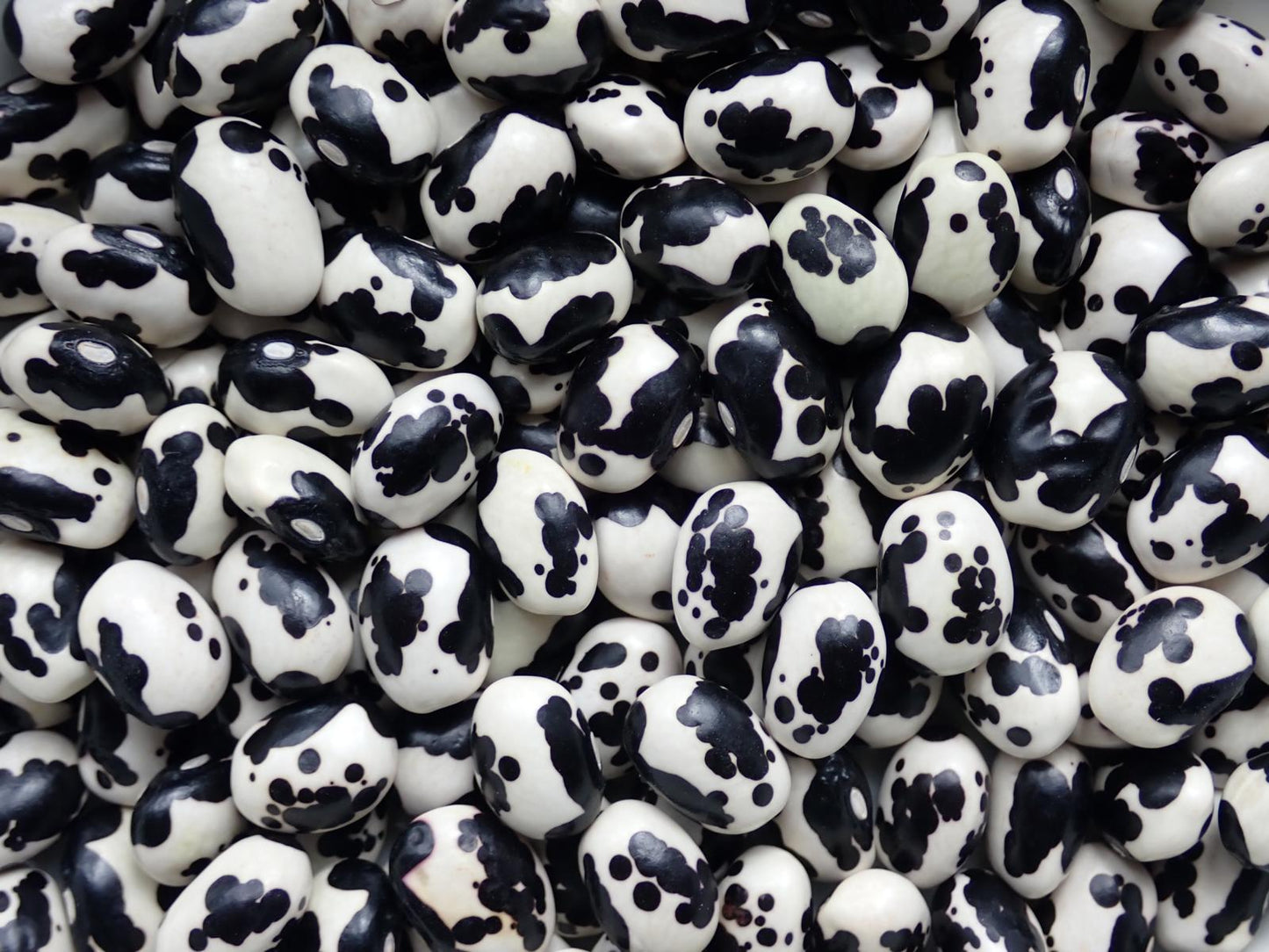 Vaquita Negro Bola